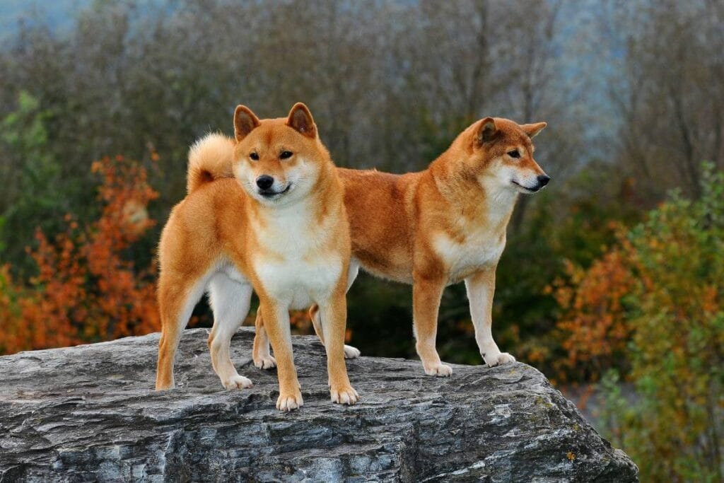 akita inu