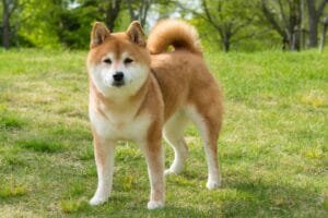 shiba inu