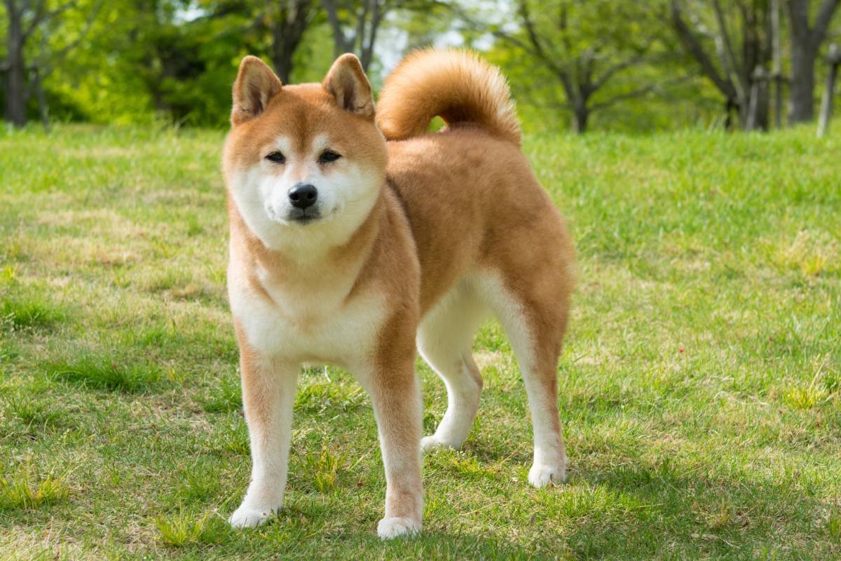 Shiba Inu, el perro japonés que conquista los corazones del mundo