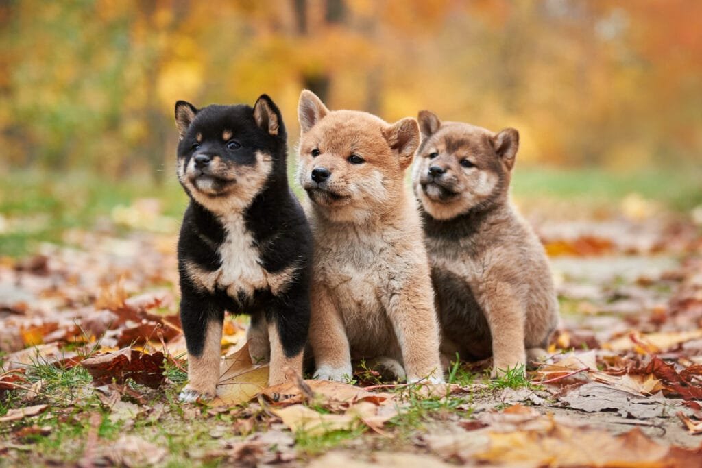 shiba inu