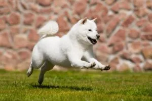 hokkaido inu
