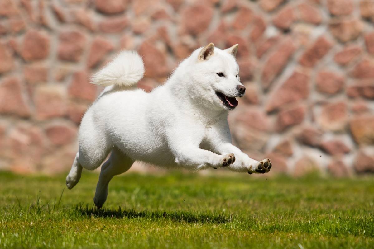 Hokkaido Inu: el perro japonés que ayudaba a cazar osos y ciervos