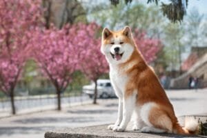 akita inu