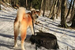 akita inu