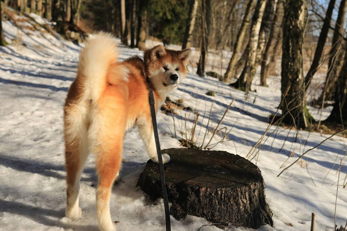 Akita Inu: todo sobre su peligrosidad y la necesidad de contratar un seguro contra terceros