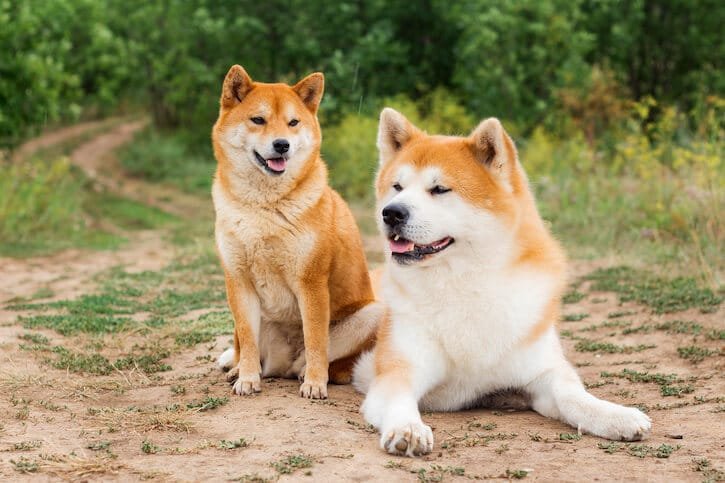 shiba inu vs akita inu