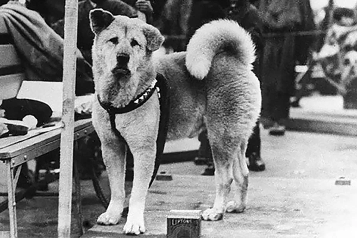 hachiko perro