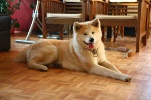 nombres de perro en japonés