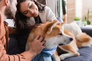 comprar perro en japón
